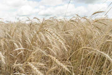 Fototapeta na wymiar beautiful wheat field. harvesting and farming concept. selective focus
