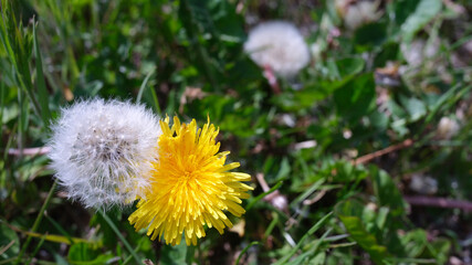 Blüte und Samen