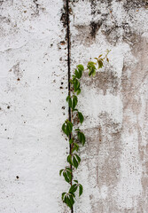Wild grapes on an old concrete wall