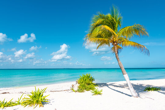 Paradise Beach in Mexico with white sand, turquoise water and a palm tree. (Playa Norte, Isla Mujeres) 