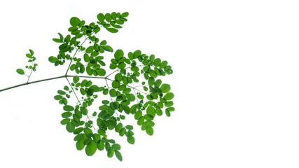 Moringa leaves (Moringa oleifera) isolated on white background