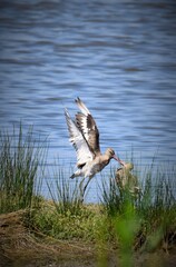 combat d'oiseaux marins