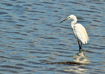 Aigrette garzette