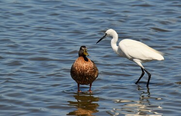 Aigrette garzette et canard colvert
