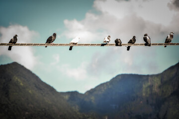 different birds on a leash in front of a mountain landscape