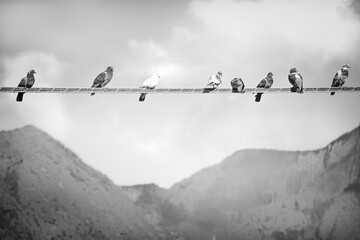 black and white - different birds on a leash in front of a mountain landscape
