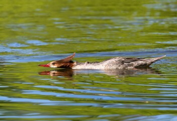 A Common Female Merganser swimming in an unusual stretched out position, with its long neck and body just above the surface of the water.