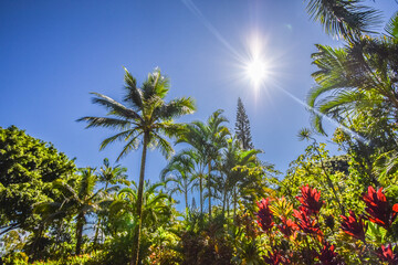 palm trees and other exotic trees with blue sky in background in hawaii