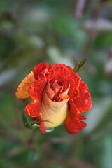 Fototapeta premium orange rose 
