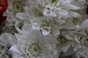 Fototapeta na wymiar bouquet of white chrysanthemum