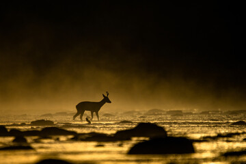 Roe Deer (Capreolus capreolus). Carpathian Montains. Poland. © Szymon Bartosz