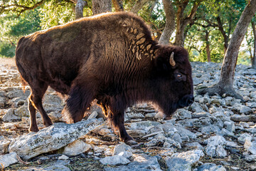 american bison © James