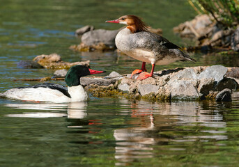 A closeup of a Common Merganser duck couple resting by some rocks in a green water pond.