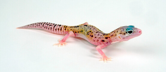 Leopard gecko / Leopardgecko (Eublepharis macularius) - White & Yellow MS Eclipse 