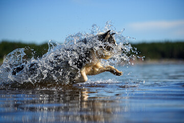 aussie in the water. pure power.