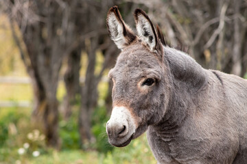portrait of a young donkey head