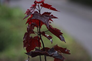 red maple leaves
