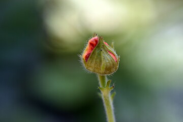 Knospe eines roten Nelkenwurz