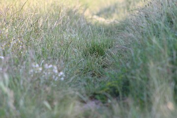 grass in the wind