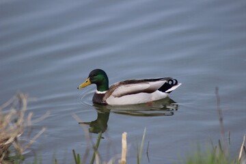 duck on the lake