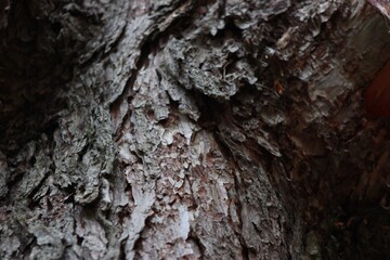 tree bark texture