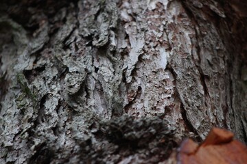 tree bark texture