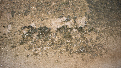 old wall with lichen,moss on the white wal, Dirty white wall background  close up moss texture on cement wall, dirty concrete floor, dried moss on plaster surface