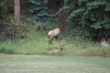Elk in a clearing in Colorado