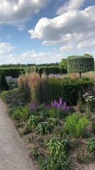 Contemporary garden view with topiary. RHS Hyde Hall, England, August 2020
