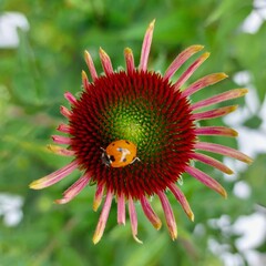 Echinacea and ladybird