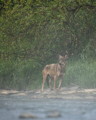 Naklejka na ściany i meble Grey Wolf (Canis lupus) in the natural environment. Bieszczady, Carpathian Mountains. Poland.