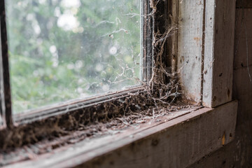 Spider webs on an old window sill. Wood window frame covered in cob webs and dirt. Rustic abandoned building and vintage concept
