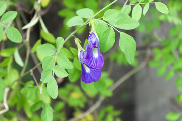 Clitoria ternatea / Butterfly pea Flower