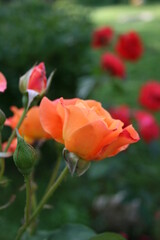 Orange rose ‘Westerland’ in the morning in the garden