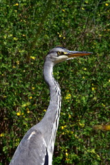 Kopf eines Reihers im Profil