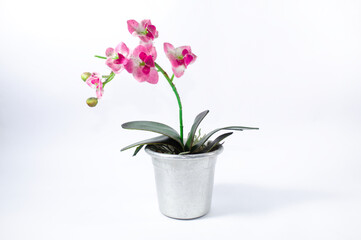 Fototapeta na wymiar Flor rosa e branca com folhas verdes em um vaso de metal