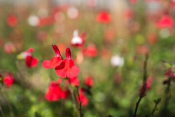 Colourful Salvia 'Hot Lips' plant in shallow focus.