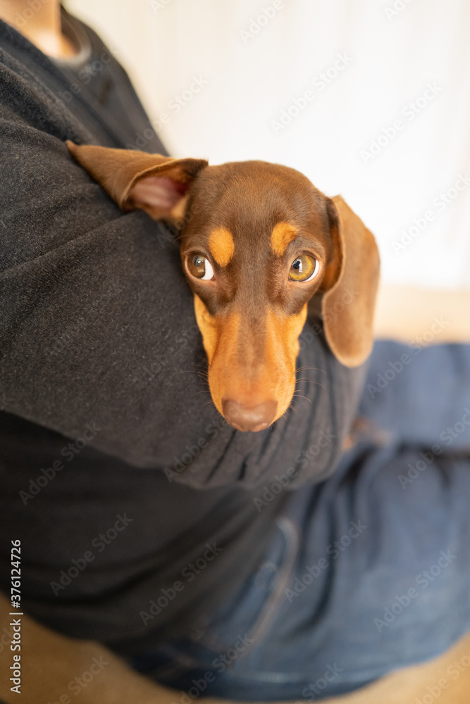 Poster a young miniature dachshund with chocolate and tan colouring, lies in the arms of man. her ear is in