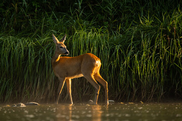 Roe Deer (Capreolus capreolus). Carpathian Montains. Poland.