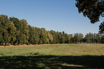 big green meadow in the forest