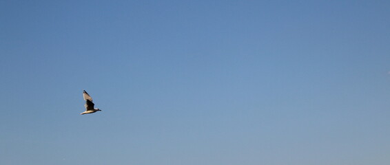 Gabbiano solitario che vola libero nel cielo