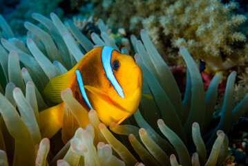 a clown fish in a sea anemone