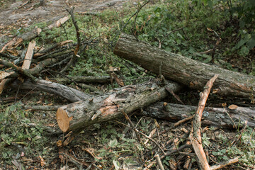 tree branches lie in a heap in the forest