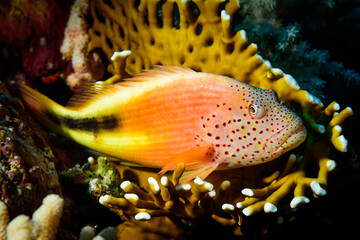Naklejka na ściany i meble Grouper fish in coral reef
