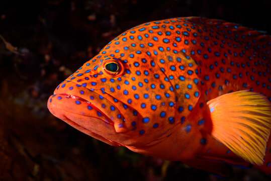 Cernia miniata (Cephalopholis miniata) Red Sea