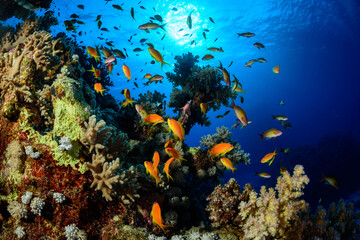 Naklejka na ściany i meble Underwater tropical landscape with coral and fish