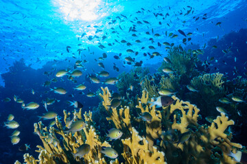 Underwater tropical  landscape with coral and fish