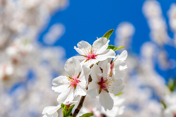 Flowering almond branch with white petals on a bright sunny day.