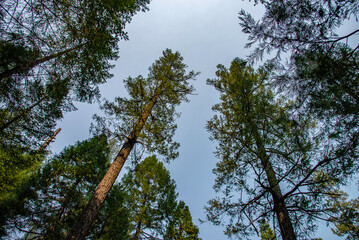 Fototapeta premium sugar pine point state park trees blue nature