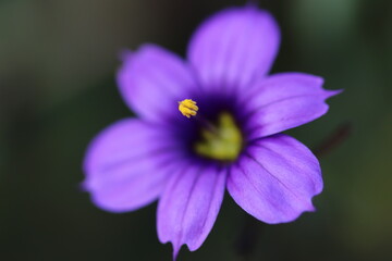 Purple Flower